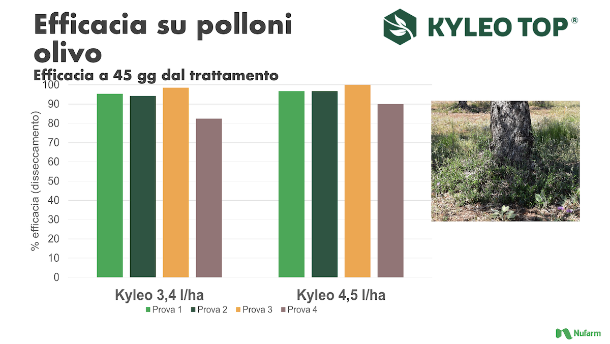 olivo-olivicoltura-erbicida-prove-polloni-trattamento-redazionale-luglio-2024-fonte-nufarm.png
